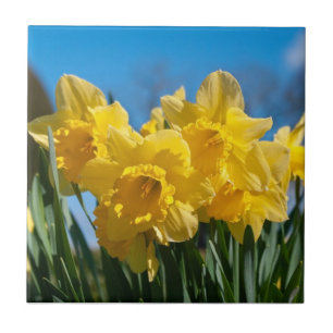 Azulejo De Cerâmica Belos Daffodilos Amarelos
