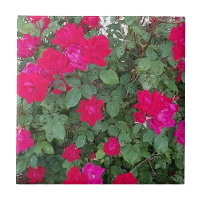 Azulejo De Cerâmica Belos Flores (Frente)