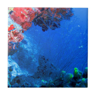 Azulejo De Cerâmica Belos recifes de coral colorido tropical