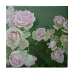 Azulejo De Cerâmica Belos rosas de jardim de rosas claro