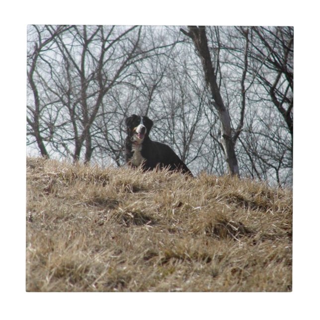Azulejo De Cerâmica Bernese Mt. Dog (Frente)