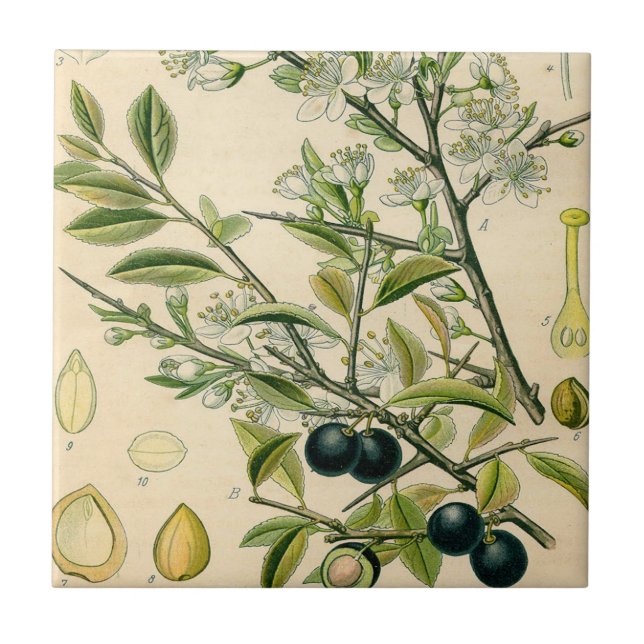 Azulejo De Cerâmica Berry Impressão Botânico Antiquado Blackthorn (Frente)