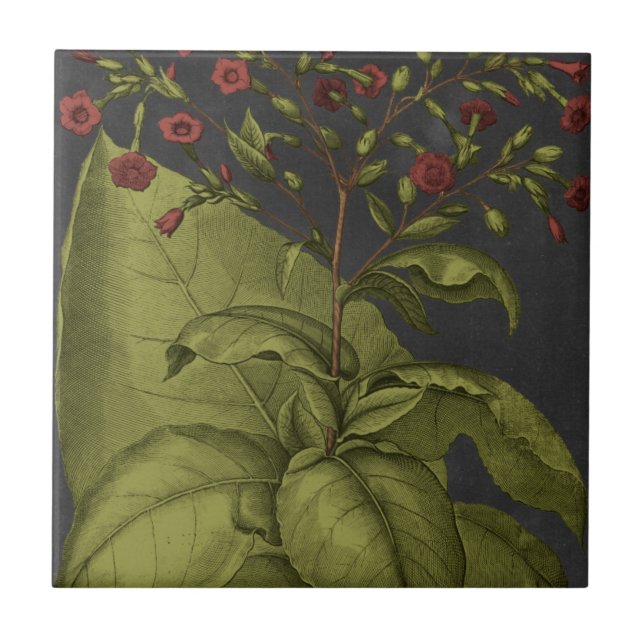 Azulejo De Cerâmica Besler Dramatique I (Frente)