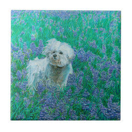 Azulejo De Cerâmica Bichon Frise