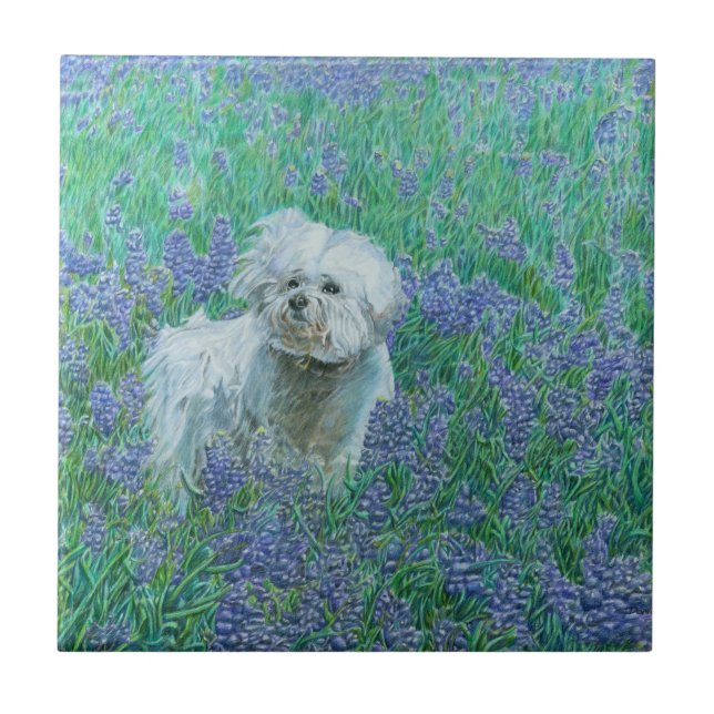 Azulejo De Cerâmica Bichon Frise (Frente)