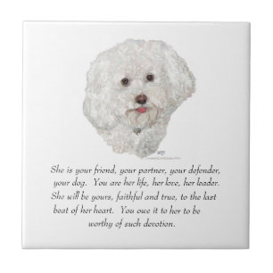 Azulejo De Cerâmica Bichon Frise Lembrança FÊMEA