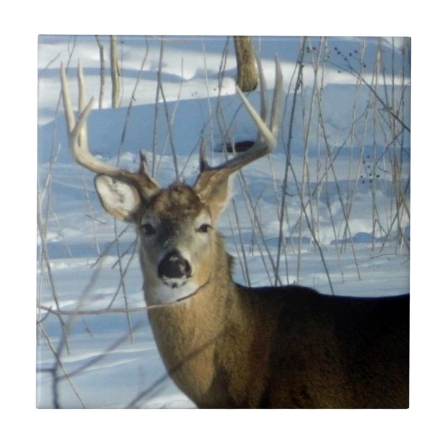 Azulejo De Cerâmica Big Buck Winter (Frente)
