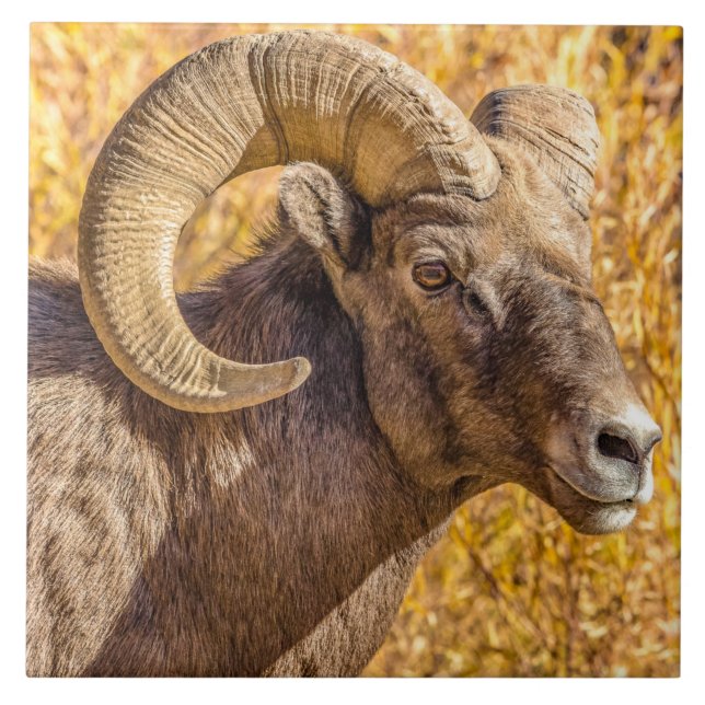 Azulejo De Cerâmica Big Horn Ram (Frente)