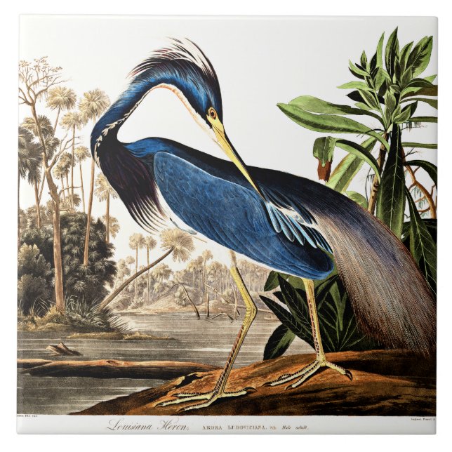 Azulejo De Cerâmica Bird - Louisiana Heron por John James Audubon (Frente)
