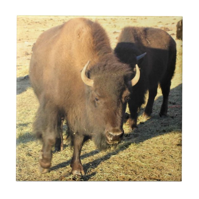 Azulejo De Cerâmica Bison no Colorado (Frente)