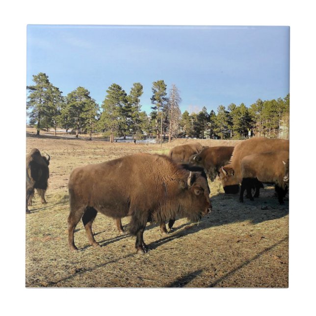 Azulejo De Cerâmica Bison no Colorado (Frente)
