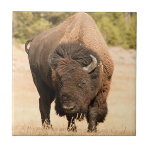 Azulejo De Cerâmica Bisonte
