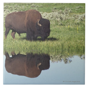 Azulejo De Cerâmica Bisonte (bisonte do bisonte) no prado gramíneo