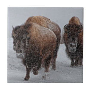 Azulejo De Cerâmica Bisonte de Yellowstone