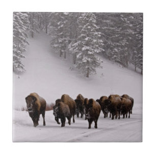 Azulejo De Cerâmica Bisonte no inverno
