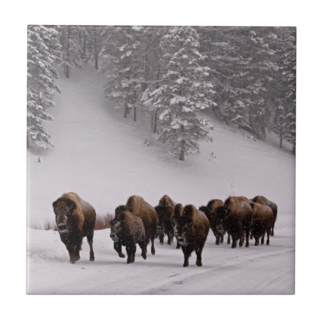 Azulejo De Cerâmica Bisonte no inverno (Frente)