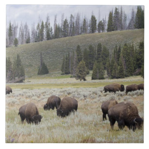 Azulejo De Cerâmica Bisonte no vale de Hayden de Yellowstone