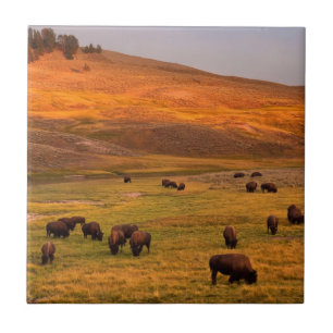 Azulejo De Cerâmica Bisonte que pasta no monte no vale de Hayden