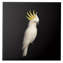 Azulejo De Cerâmica Black 4 Luxe Tile with Sulphur Crested Cockatoo