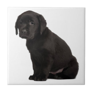 Azulejo De Cerâmica Black Labrador Puppy