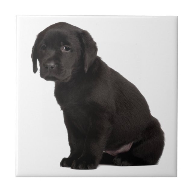 Azulejo De Cerâmica Black Labrador Puppy (Frente)