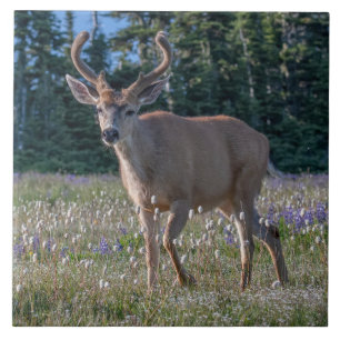 Azulejo De Cerâmica Blacktail Deer Buck Parque Nacional da Olimpiada
