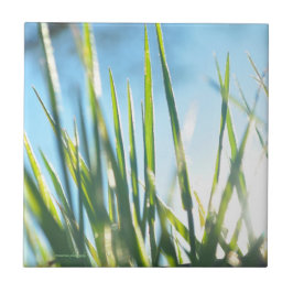 Azulejo De Cerâmica Blades Sunlit