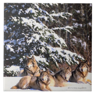 Azulejo De Cerâmica Bloco dos lobos no inverno