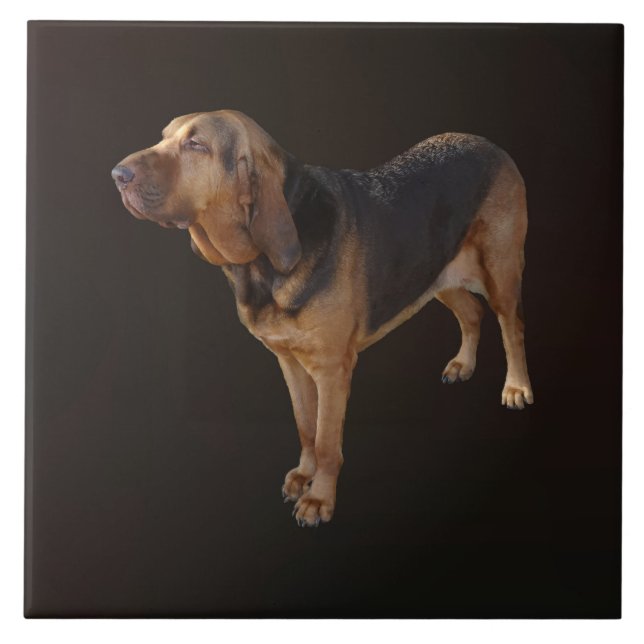 Azulejo De Cerâmica Bloodhound (Frente)