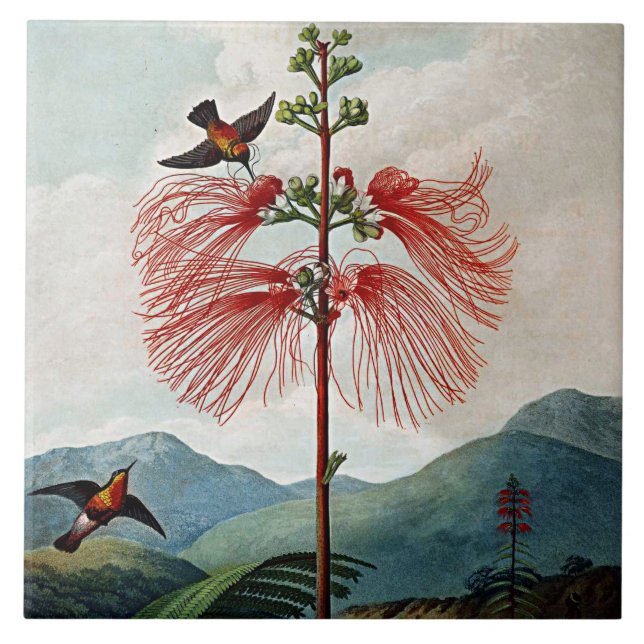 Azulejo De Cerâmica Bloomias Botânicas Flores Sensíveis Cerâmica De Pl (Frente)