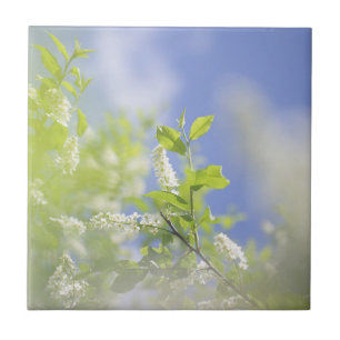 Azulejo De Cerâmica Blossomas de árvores de cereja de pássaros Céu