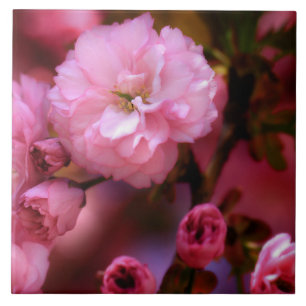 Azulejo De Cerâmica Blossomas de Cereja Rosa-Primavera adoráveis