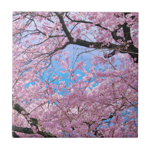 Azulejo De Cerâmica Blossomas de Cerejeira