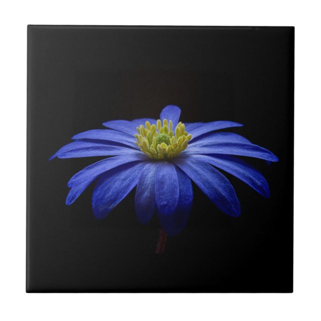 Azulejo De Cerâmica Blue Daisy Gerbera Flower em preto (Frente)
