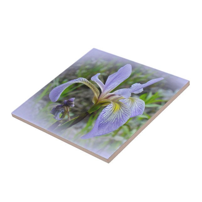 Azulejo De Cerâmica Blue Flag - Wild Iris (Lateral)