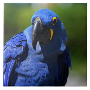 Azulejo De Cerâmica Blue Hyacinth Macaw