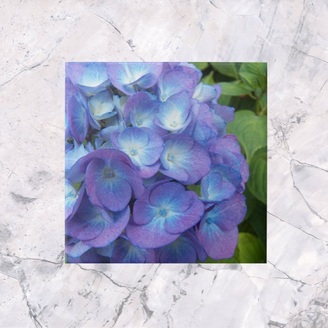 Azulejo De Cerâmica Blue Hydrangea Petals Floral (In Situ)