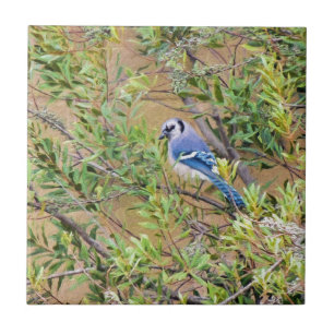 Azulejo De Cerâmica Blue Jay sobre Myrtle da Cera do Sul