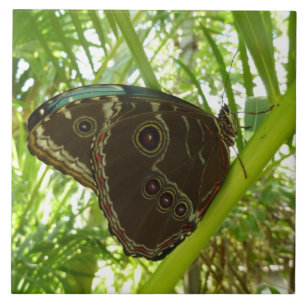 Azulejo De Cerâmica Blue Morpho Butterfly - Fotografia da natureza tro