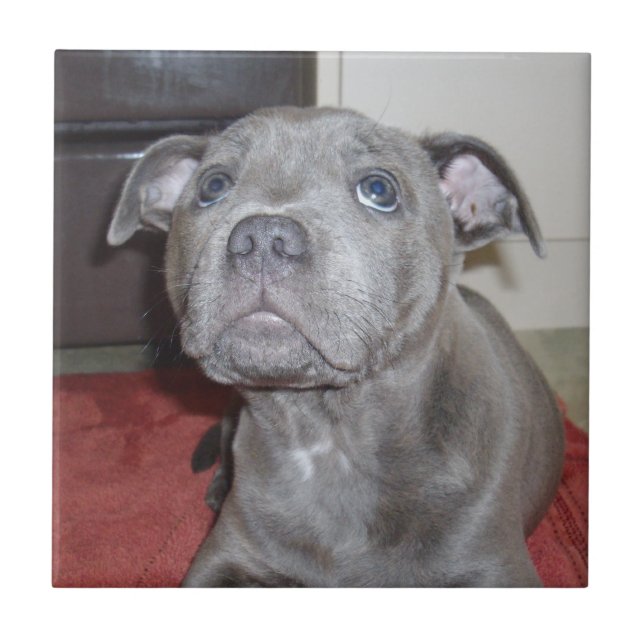 Azulejo De Cerâmica Blue Staffordshire Bull Terrier Puppy (Frente)