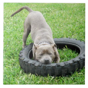 Azulejo De Cerâmica Blue Young Staffordshire Bull Terrier,