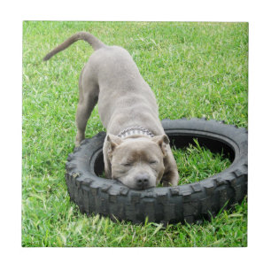 Azulejo De Cerâmica Blue Young Staffordshire Bull Terrier,