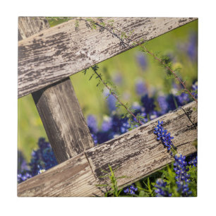 Azulejo De Cerâmica Bluebonnets de Texas em torno de uma cerca do paí