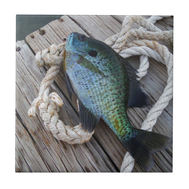 Azulejo De Cerâmica bluegill no doca (Frente)