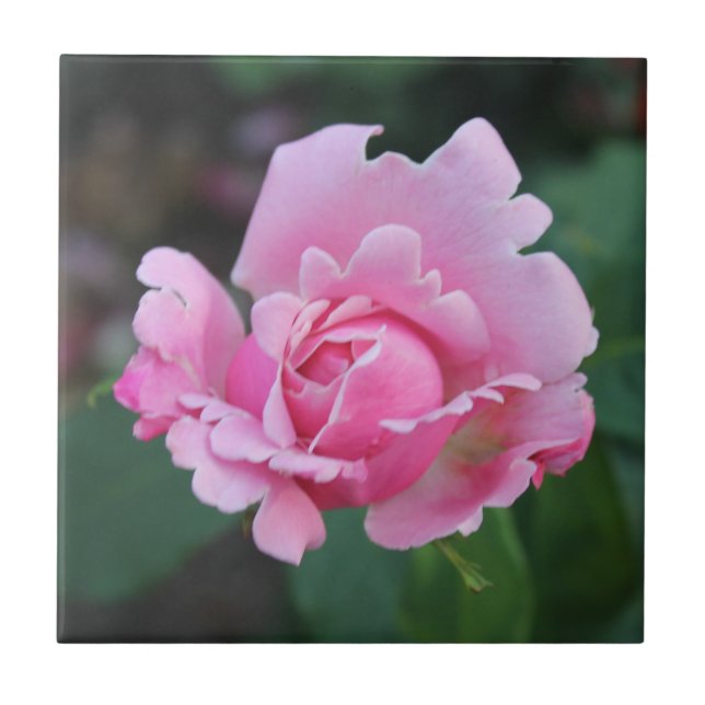 Azulejo de cerâmica Blushing Rosebud (Frente)