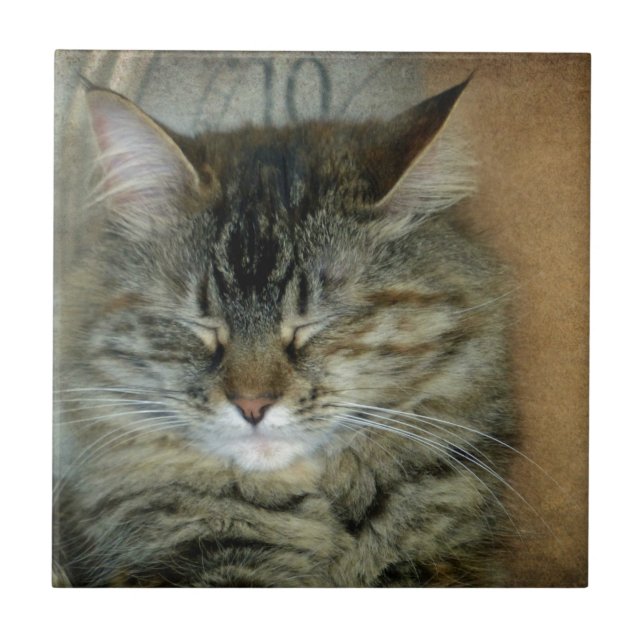 Azulejo De Cerâmica Bob (Frente)