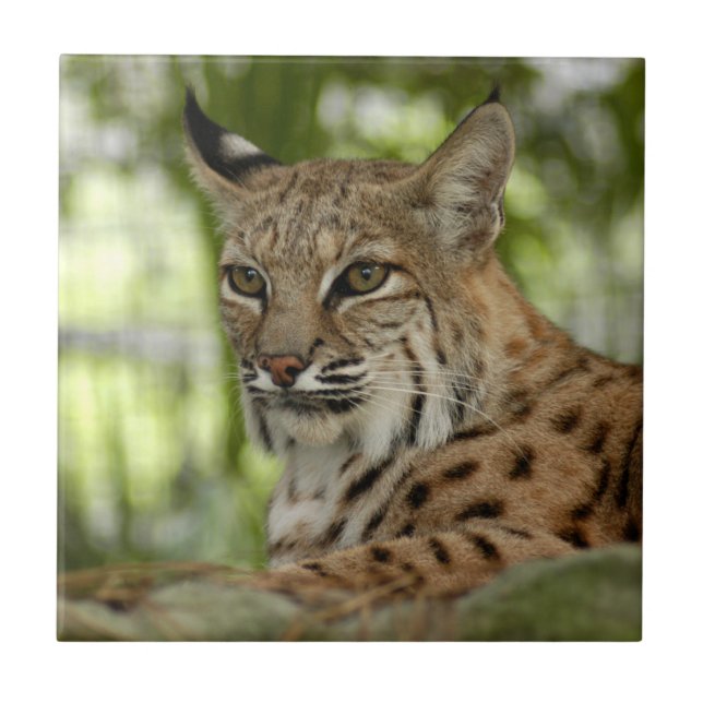 Azulejo De Cerâmica BobcatBCR032 (Frente)