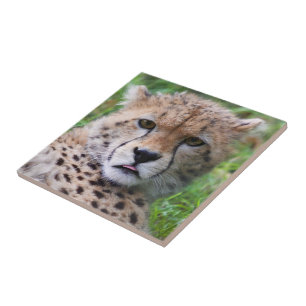 Azulejo De Cerâmica Bobo Cheetah Cub