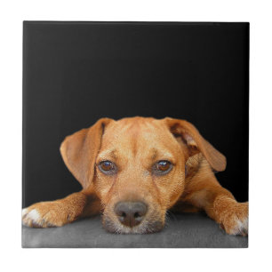 Azulejo De Cerâmica Bom cão
