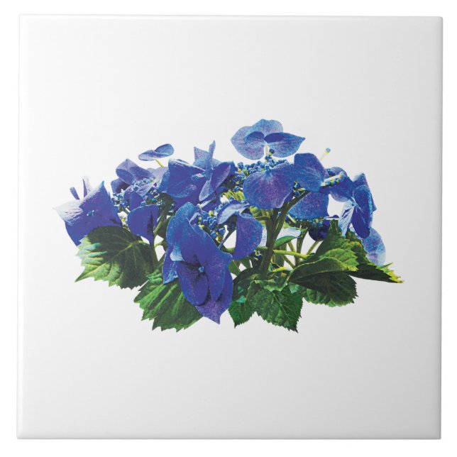 Azulejo De Cerâmica Boné de rendas azul escuro Hydrangea (Frente)